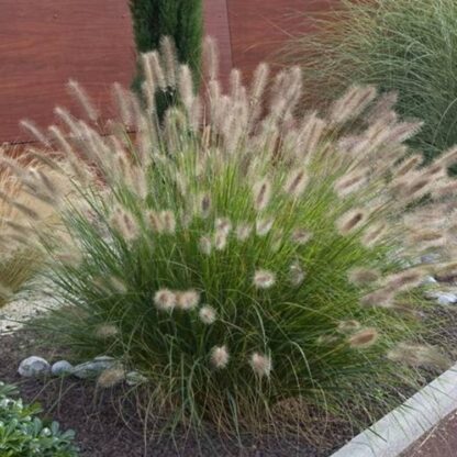 Pennisetum Alopecuroides 'Little Honey' - Fountain Grass