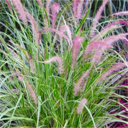 Pennisetum × Advena 'Skyrocket' - Variegated Fountain Grass