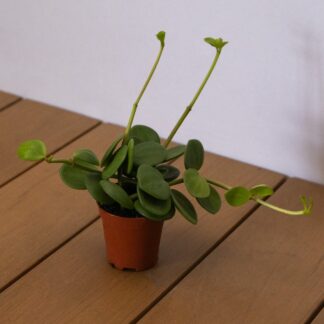 Peperomia Hope