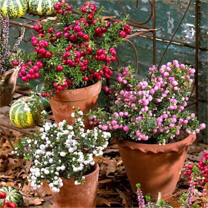 Pernettya Mucronata Evergreen Prickly Heath Berry Plants - Pack of Three Gaultheria Plants in Berry