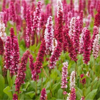 Persicaria Affinis Darjeeling Red - Superb Groundcover