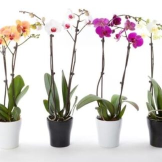 Luxury Phalaenopsis - Lucky Dip Moth Orchid