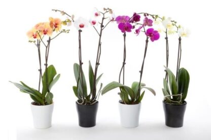 Luxury Phalaenopsis - Lucky Dip Moth Orchid