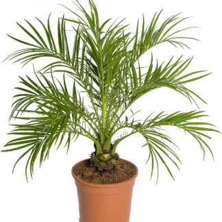 Date Palm Phoenix Roebelenii - Pygmy Date Palm - Circa 70-80cm