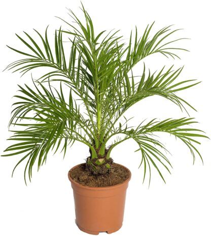 Date Palm Phoenix Roebelenii - Pygmy Date Palm - Circa 70-80cm