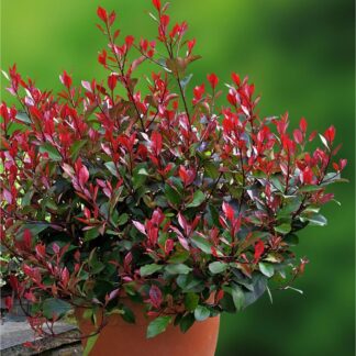 Photinia ''Little Red Robin'' - Compact Evergreen Shrub - Large Specimen