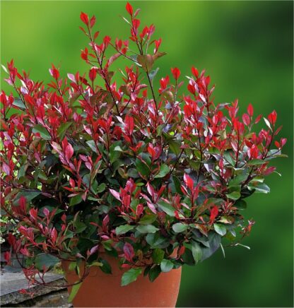 Photinia ''Little Red Robin'' - Compact Evergreen Shrub - Large Specimen