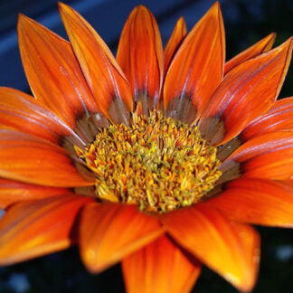 Gazania Bronze Star - Sun Daisy