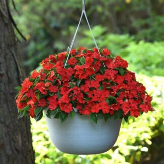 Bizzie Lizzie - Impatiens Beacon Bright Red - Busy Lizzie