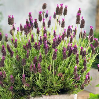 Lavender Stoechas Purple Flag - XL French Lavender - Lavendula - in Bud & Bloom