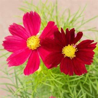 Cosmos Casanova Red - Garden Colour Daisy