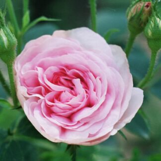 Rose Queen of Denmark - Ground Cover Rose