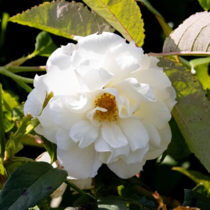 Rosa 'Francis E. Lester' - Climbing Rose