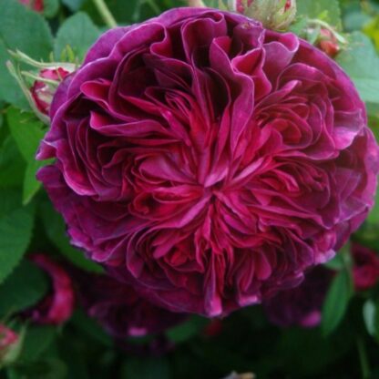 Rose Charles De Mills - Gallica Bush Rose
