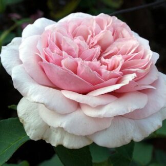 Climbing Rose - Rose Souvenir De La Malmaison