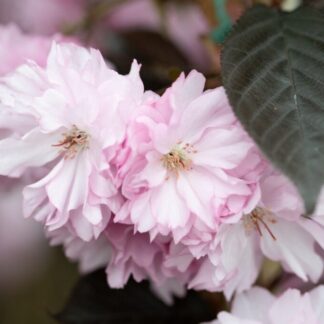 Prunus Royal Burgundy  - Cherry Blossom Tree