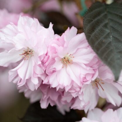 Prunus Royal Burgundy  - Cherry Blossom Tree