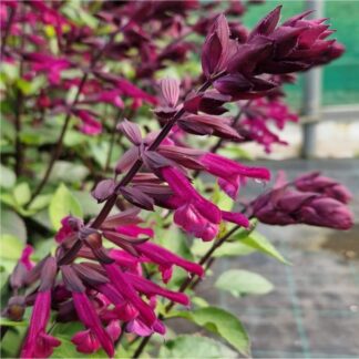 Salvia 'Love & Wishes' - in Bud & Bloom