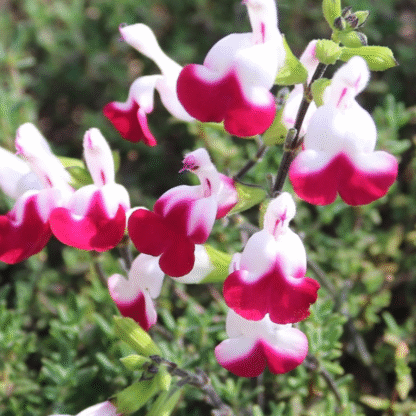 Salvia × Jamensis 'Cherry Lips' - Hot Lips Salvia
