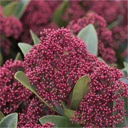 Skimmia Japonica Rubella - Young Plant