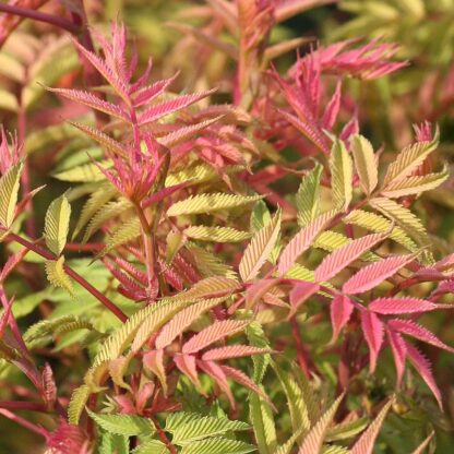 Sorbaria Sorbifolia Sem