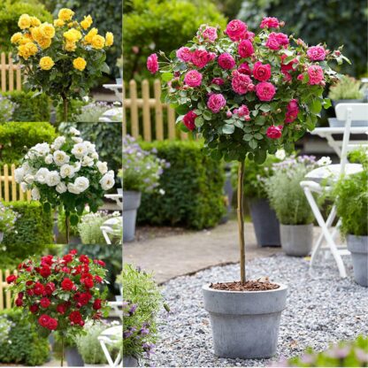 Patio Standard Rose Tree - Lucky Dip of Colour!
