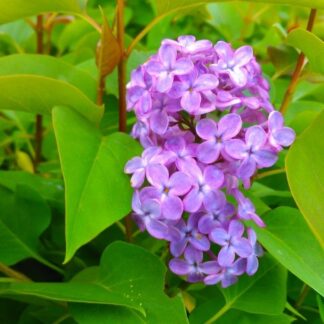 Syringa Vulgaris Amethyst - Fragrant Purple Lilac
