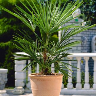 Trachycarpus Fortunei - Hardy Chusan Windmill - Young Fan Palm