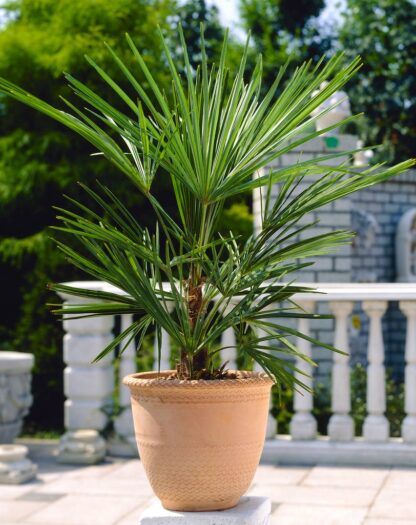 Trachycarpus Fortunei - Hardy Chusan Windmill - Young Fan Palm