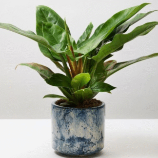 Philodendron Imperial Green