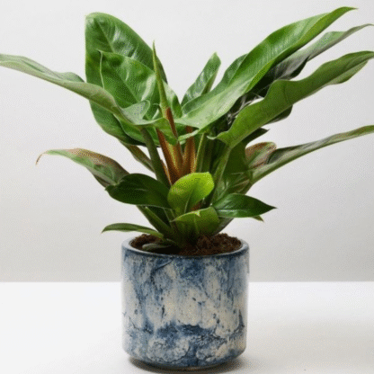 Philodendron Imperial Green