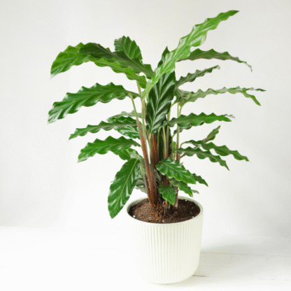 Calathea Rufibarba Green