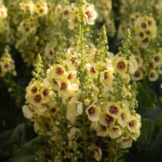 Verbascum Nigrum Dark Eyes