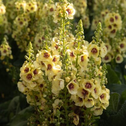 Verbascum Nigrum Dark Eyes