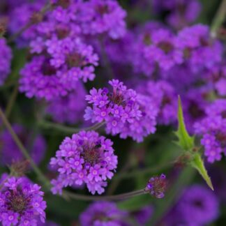 Verbena Rigida Santos Purple - Low Growing Perennial Purple Verbena - in Bud & Bloom