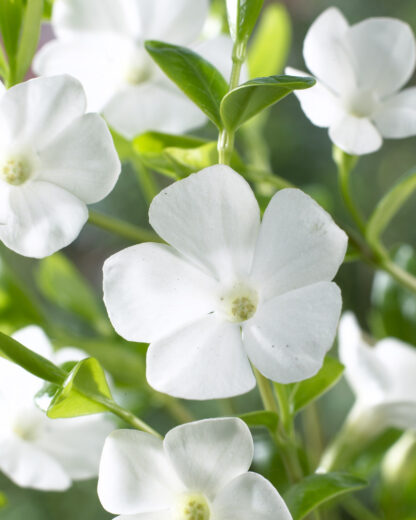 Vinca Minor Gertrude Jekyll