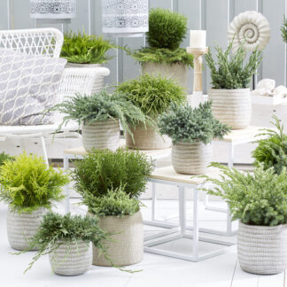 Trendy Textures - Patio Conifer Collection - Pack of Five Different Plants