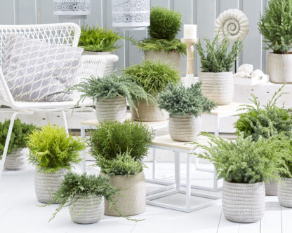 Trendy Textures - Patio Conifer Collection - Pack of Five Different Plants