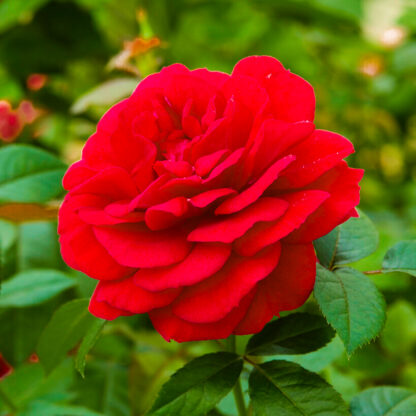 Rose Special Wishes - Patio Shrub Rose