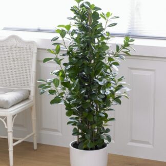 Ficus Microcarpa Moclame -  House Plant - 50-80cm