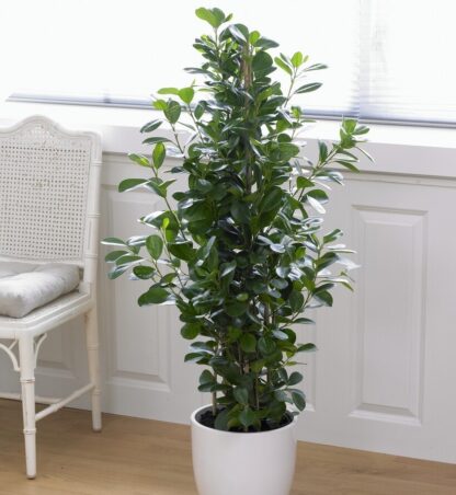 Ficus Microcarpa Moclame -  House Plant - 50-80cm