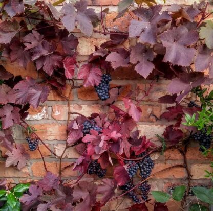 Vitis Vinifera 'Pinot Noir' - Large Grape Vine - Circa 5-6ft