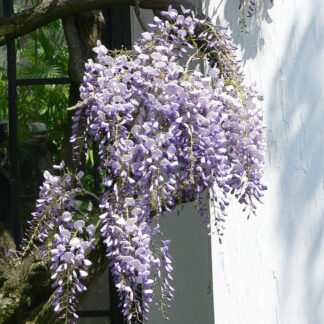 Wisteria Floribunda 'Eranthema' - Large Specimen Plant - Circa 6-7ft