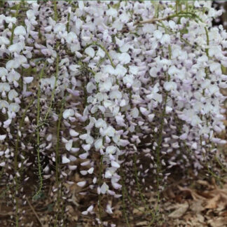 Wisteria Floribunda 'Kimono' - Large Specimen Plant - Circa 6-7ft