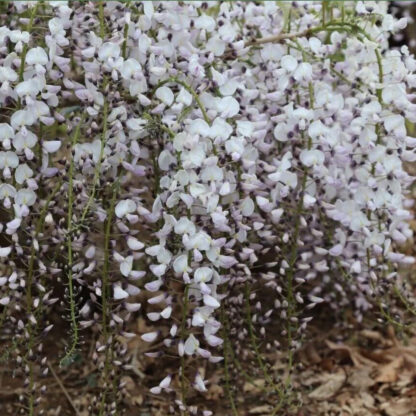 Wisteria Floribunda 'Kimono' - Large Specimen Plant - Circa 6-7ft