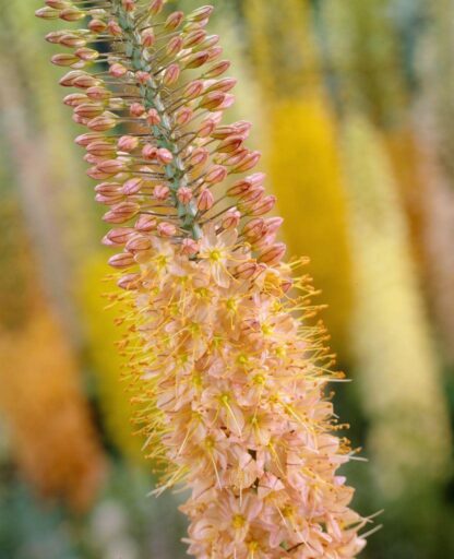 Eremurus x Isabellinus Cleopatra - Foxtail Lily