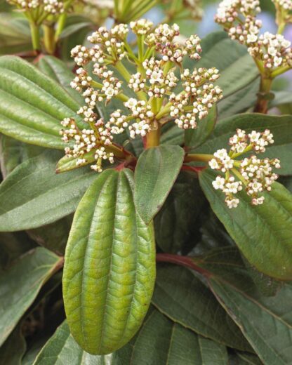 Evergreen Viburnum Davidii - Hardy Shrub - Large