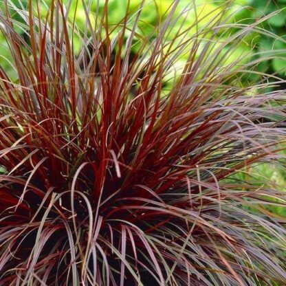 Uncinia Rubra