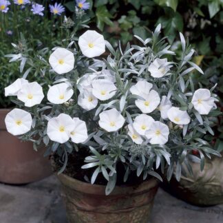 Convolvulus Cneorum - Convolvulus - Silver Bush