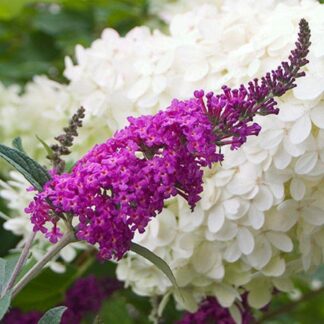 Buddleia Miss Ruby - Buddleja Butterfly Bush - Large